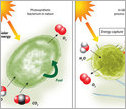 illustration showing differences between natural and in-lab photosynthetic process